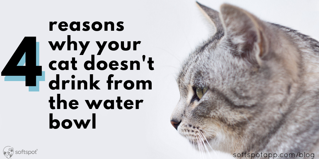 4 Possible Reasons Your Cat Doesnt Drink From The Water Bowl