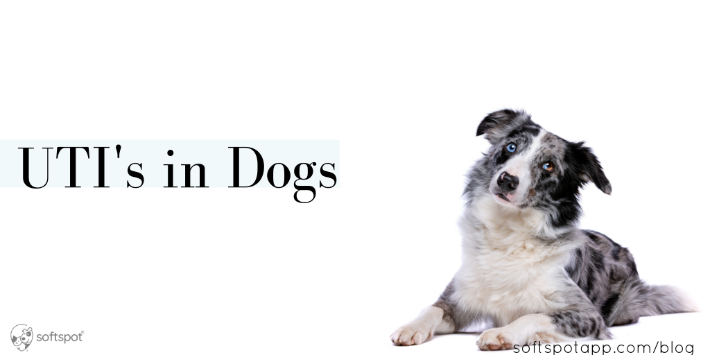 Urinary Tract Infections In Dogs SoftSpot®