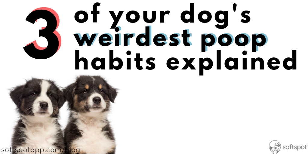 3 Of Your Dog’s Weirdest Poop Habits, Explained