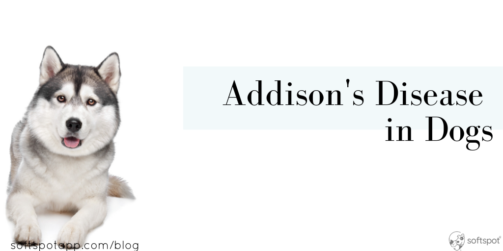 Addison’s Disease (Hypoadrenocorticism) In Dogs