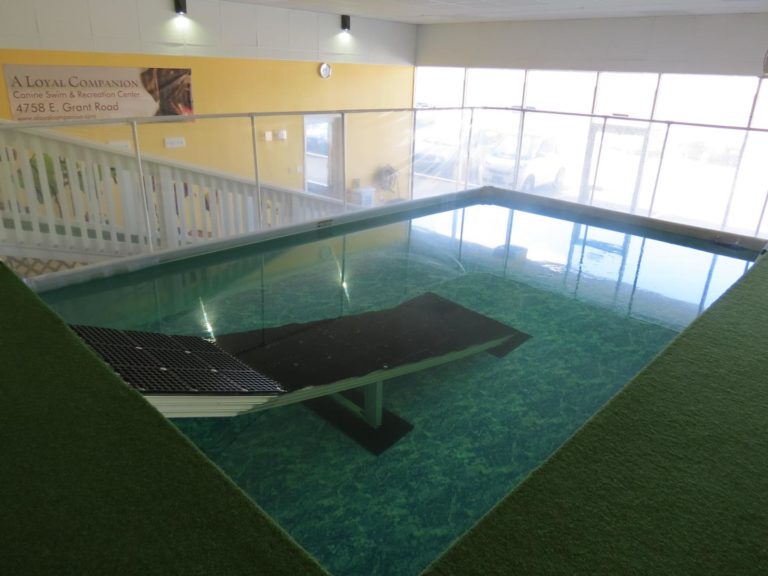 6 PetFriendly Places To Swim in Arizona SoftSpot®