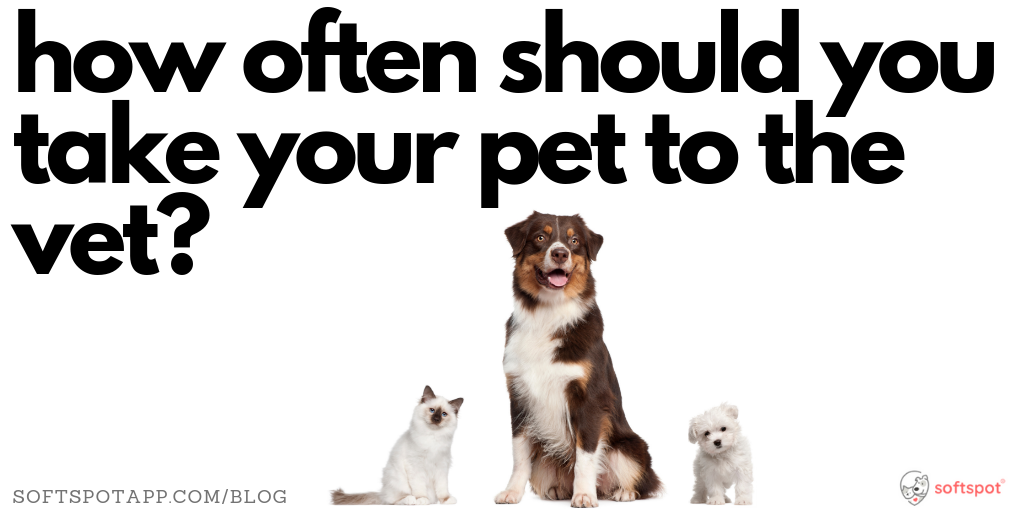 How Often Should You Take Your Pet to the Vet?