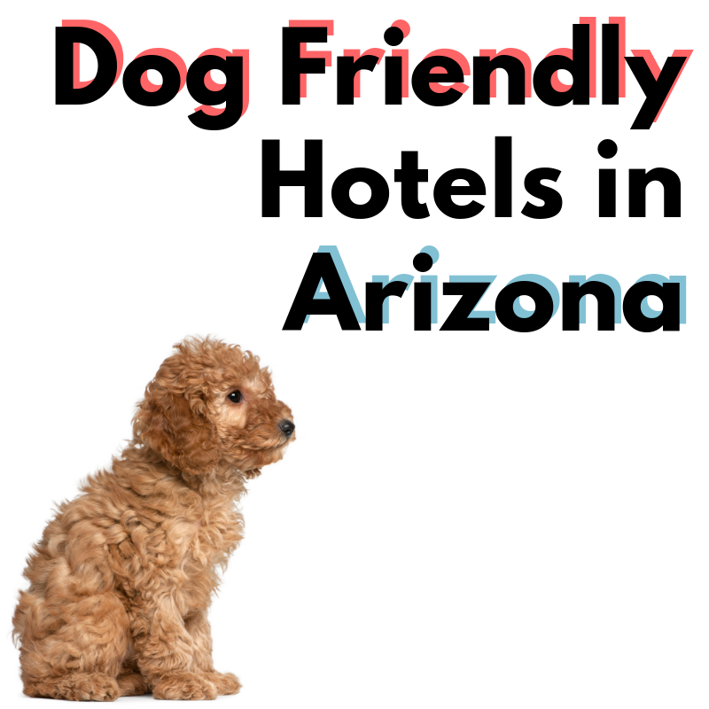 8 Dog-Friendly Hotels In Arizona