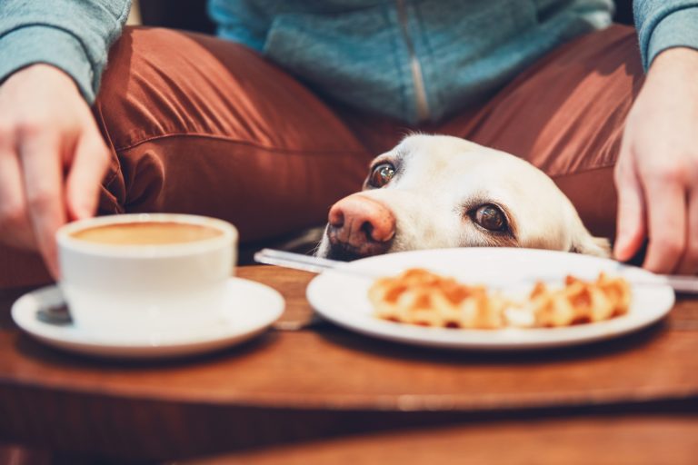 Here’s a List of Dangerous Foods Your Dog or Cat Shouldn’t Eat