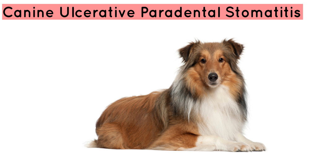 Canine Ulcerative Paradental Stomatitis SoftSpot®
