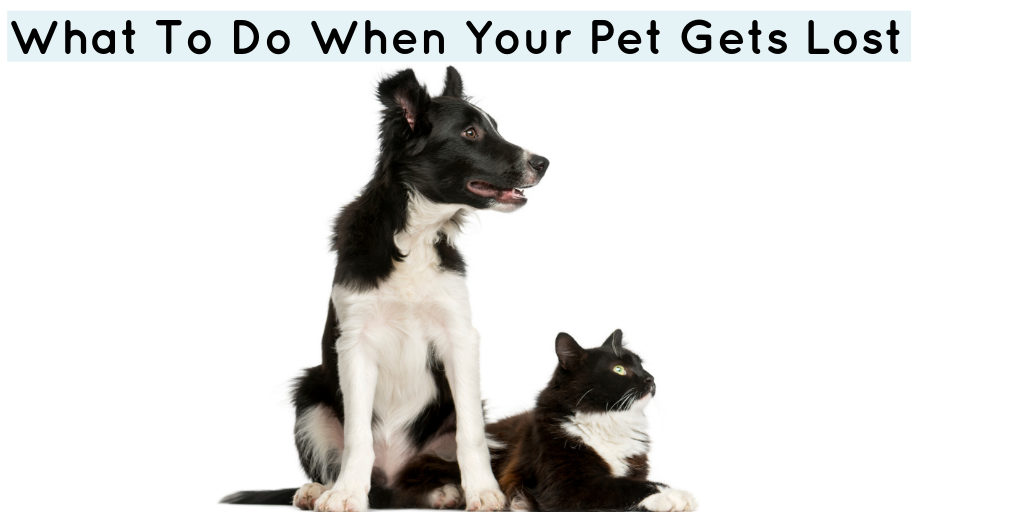 What To Do If Your Dog Or Cat Gets Lost