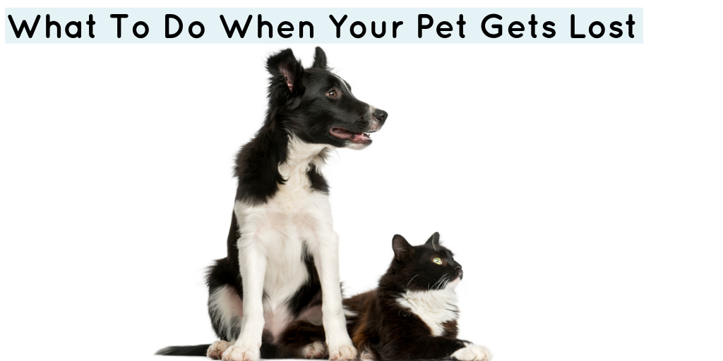 What To Do If Your Dog Or Cat Gets Lost SoftSpot®