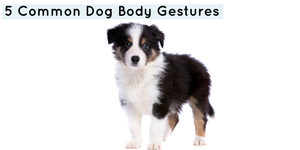 5 Common Dog Body Gestures & What They Mean