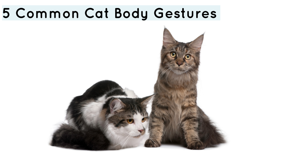 5 Common Cat Body Gestures & What They Mean