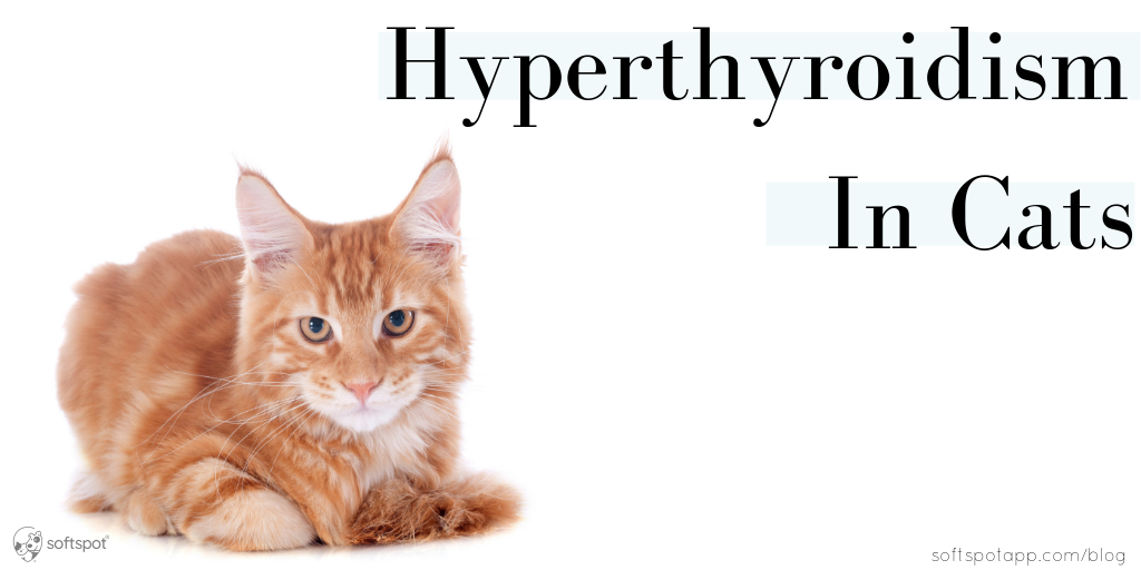 Hyperthyroidism In Cats SoftSpot®