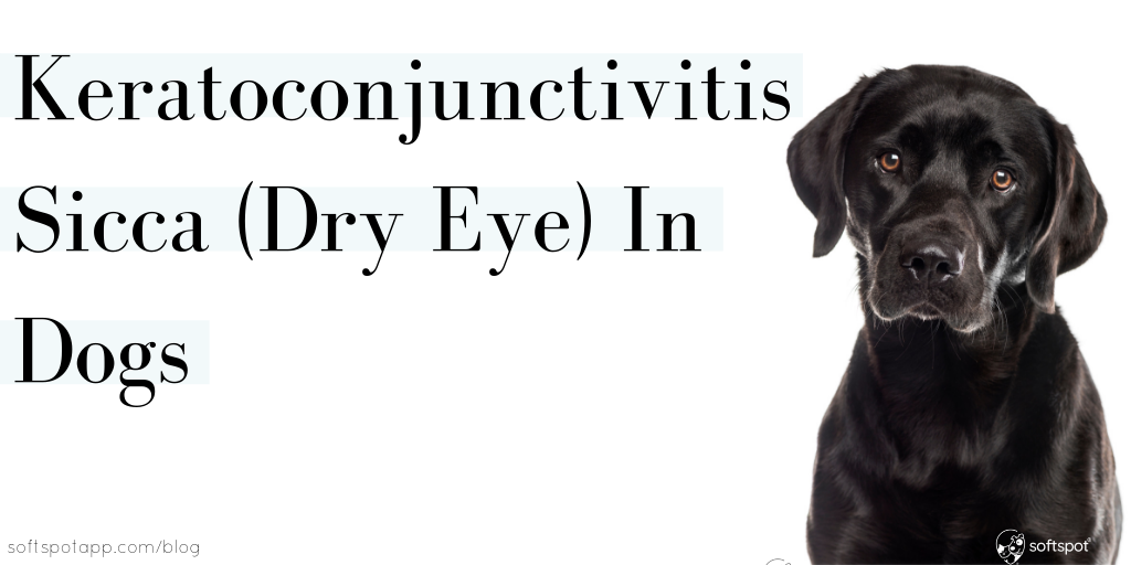 Keratoconjunctivitis Sicca (Dry Eye) In Dogs