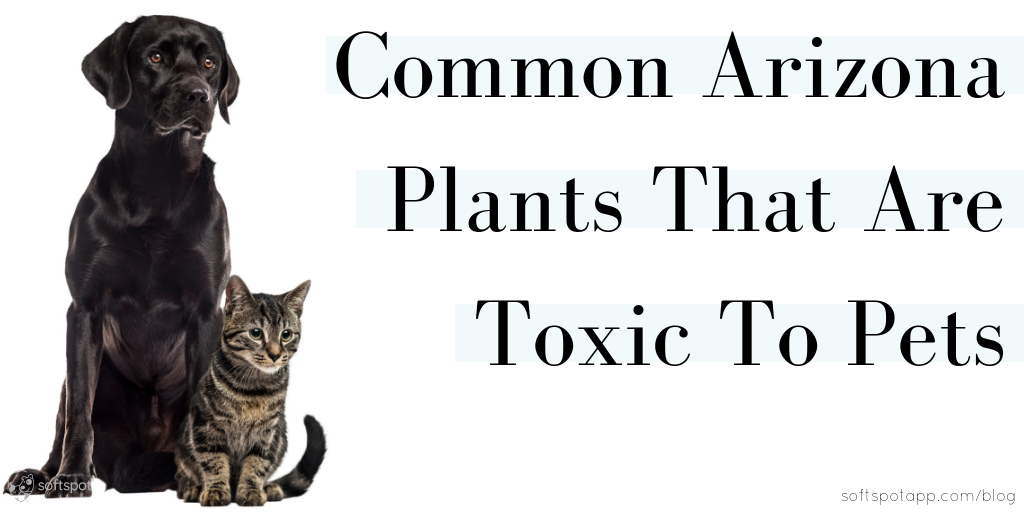 Common Arizona Plants That Are Toxic To Pets