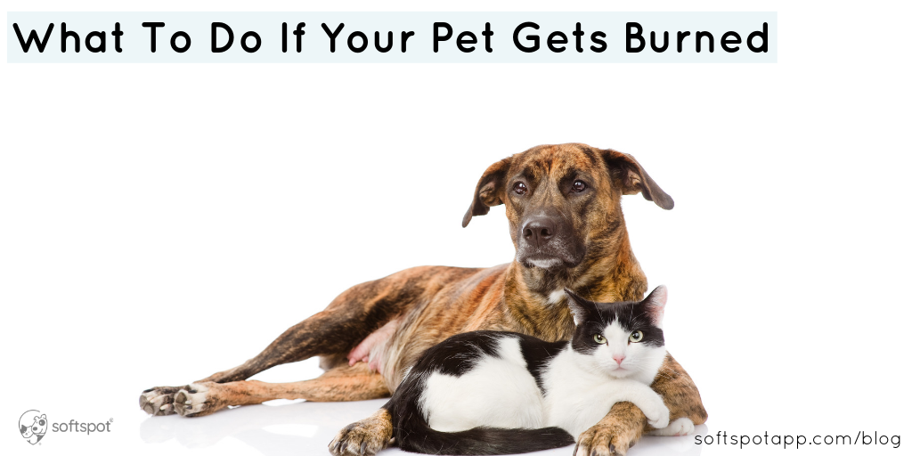What To Do If Your Pet Gets Burned SoftSpot®