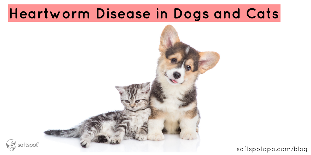 Heartworm Disease In Dogs & Cats
