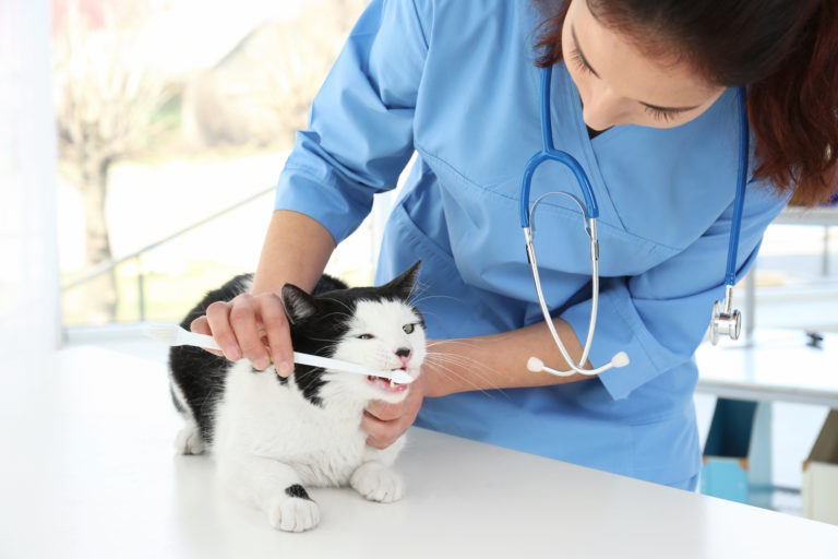 How To Implement An Oral Hygiene Routine With Your Cat SoftSpot®