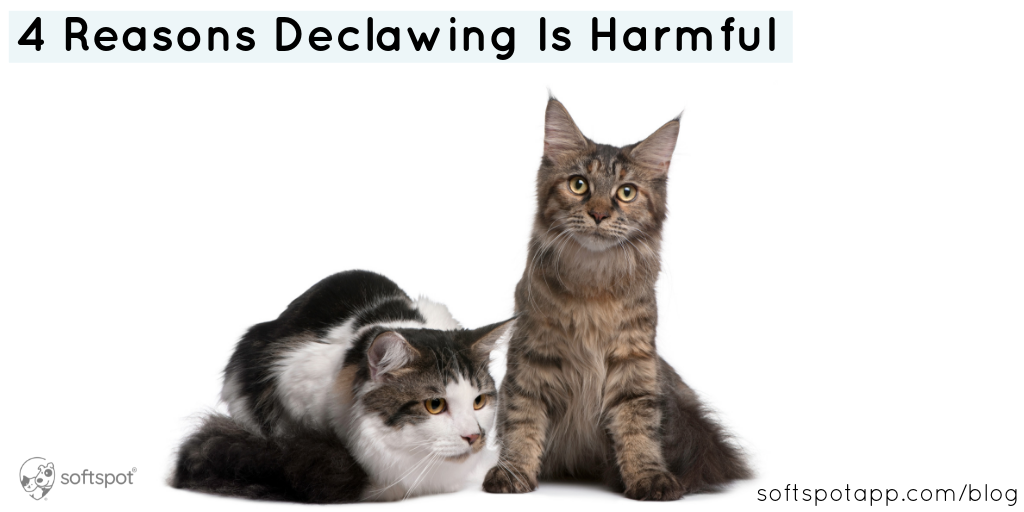 4 Reasons Declawing Is Harmful To Cats SoftSpot®
