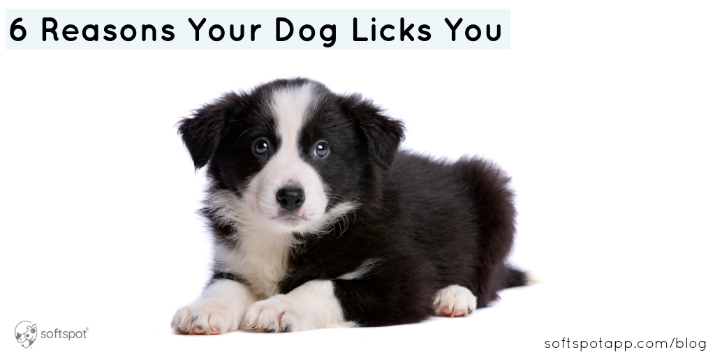 6 Reasons Your Dog Licks You SoftSpot®
