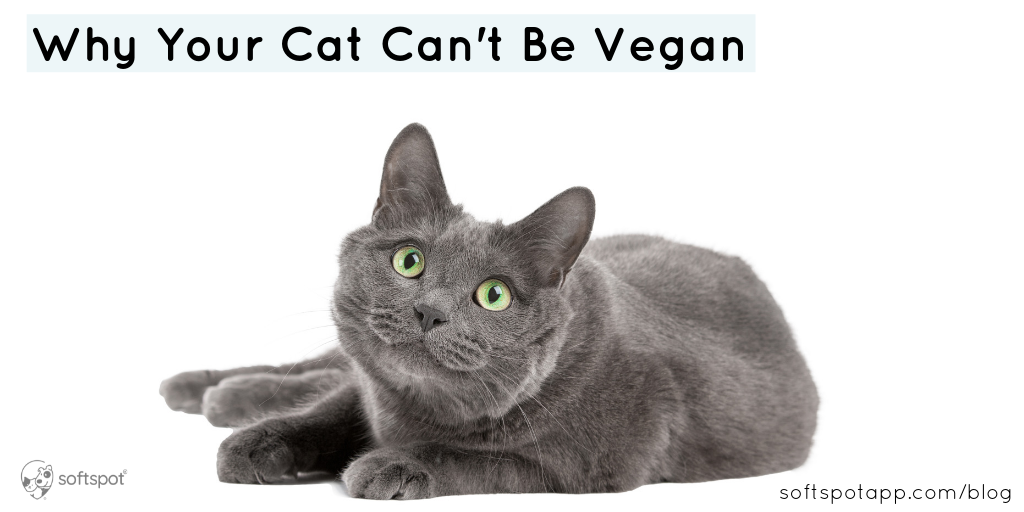 Why Your Cat Can't Be Vegan SoftSpot®