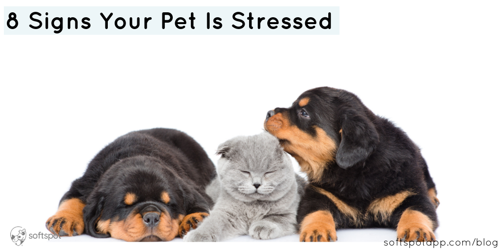 8 Signs Your Dog Is Stressed SoftSpot®