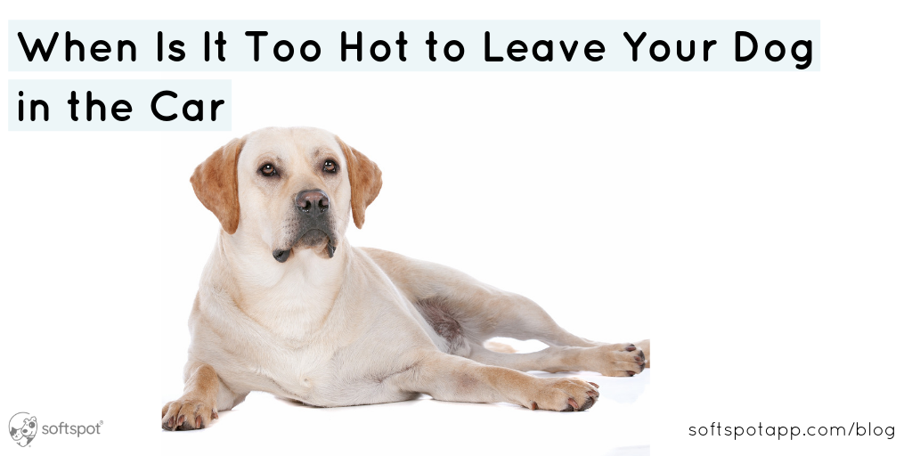 When Is It Too Hot to Leave Your Dog in the Car?
