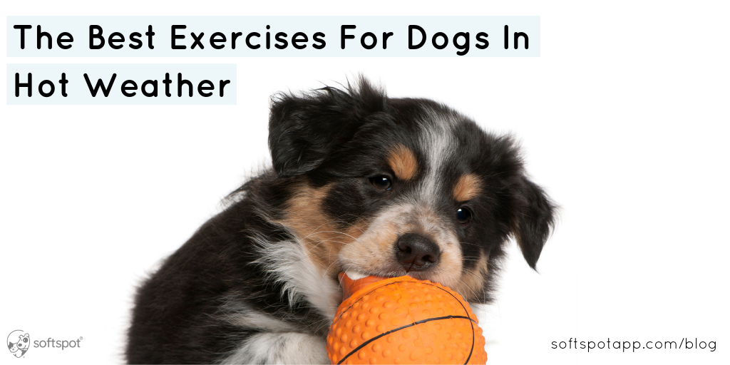 The Best Exercises For Dogs In Hot Weather SoftSpot®