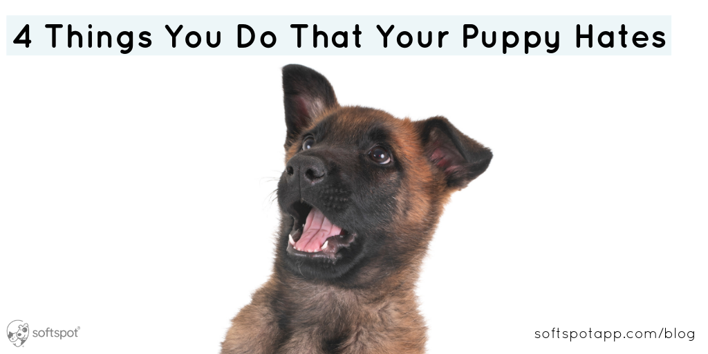 4 Things You Do That Your Puppy Hates SoftSpot®